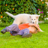 Dog Bite Dog Bite
